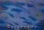 Blue water-effect textured backdrop with flowing wave patterns, dynamic textured backdrop ideal for aquatic themes and abstract compositions